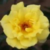 Rosa 'Golden Showers' - Climbing Rose 4 Litre -Happy Gardenly 00047496 Golden Showers IMG 0173