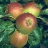 Apple (malus) Cox Self Fertile - Espalier -Happy Gardenly 00100290 Apple Cox 11.5 Litre