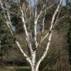 Betula Utilis 'Snow Queen' 12 Litre 2 Betula Utilis 'Snow Queen' 12 Litre -Happy Gardenly 0010030720 20Betula20Snow20Queen