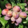 Victoria Plum Bush 12 Litre 1 Victoria Plum Bush 12 Litre -Happy Gardenly 00100324 Victoria Plum Bush 12 Litre