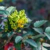 Mahonia Bealei 3 Litre -Happy Gardenly 0012657920 20Mahonia20Bealei20320Litre shutterstock 1674503965