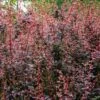 Berberis Thunbergii 'Rose Glow' 3 Litre -Happy Gardenly 0012741420 20Berberis20Thunbergii20Rose20Glow20320Litre20SS