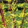 Cornus Alba 'Sibirica' 3 Litre 1 Cornus Alba 'Sibirica' 3 Litre -Happy Gardenly 00127734 Cornus20Sibirica shutterstock 1696257154