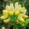 Coronilla Glauca 'Citrina' 3 Litre -Happy Gardenly 00127751 Coronilla Glauca Citrina Liss Forest SS