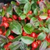 Gaultheria Procumbens 2 Litre 1 Gaultheria Procumbens 2 Litre -Happy Gardenly 00127889 Gaultheria20Procumbens shutterstock 1288892947