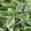 Ilex Aquifolium 'Handsworth New Silver' 3 Litre -Happy Gardenly 0012802420 20Ilex20aquifolium20Handsworth20New20Silver20320Litre shutterstock 144022714