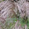 Miscanthus Sinensis 'Flamingo' 3 Litre 2 Miscanthus Sinensis 'Flamingo' 3 Litre -Happy Gardenly 0012806720 20Miscanthus20Flamingo shutterstock 2062466348