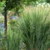 Panicum Virgatum 'Northwind' 3 Litre -Happy Gardenly 0012807220 20Panicum20Northwind shutterstock 1925762513
