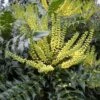 Mahonia Media 'Winter Sun' 3 Litre 1 Mahonia Media 'Winter Sun' 3 Litre -Happy Gardenly 00128188 Mahonia Winter Sun