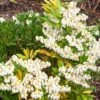Pieris Japonica 'Prelude' 3 Litre -Happy Gardenly 00128272 Pieris20japonica20Prelude shutterstock 1397145884