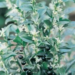 Sarcococca Confusa 2.5 Litre