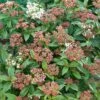 Viburnum Tinus 'Eve Price' 3 Litre -Happy Gardenly 00128470 N0109241 Viburnum tinus Eve Price 1