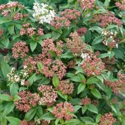 Viburnum Tinus 'Eve Price' 10 Litre