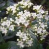 Viburnum Tinus 'Gwenllian' 3 Litre