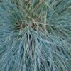 Festuca Glauca 'Intense Blue®' - 2 Litre -Happy Gardenly 0016292320 20Festuca