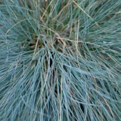 Festuca Glauca 'Intense Blue®' - 2 Litre