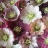 Harvington Helleborus Singles In Variety 2 Litre -Happy Gardenly 0017425020 20october 1000x1000 6