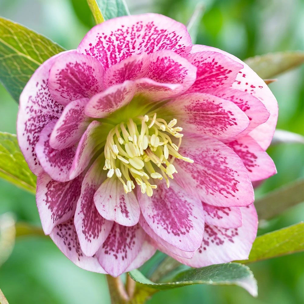 Harvington Helleborus Doubles In Variety 2 Litre 3 Harvington Helleborus Doubles In Variety 2 Litre