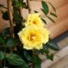 Patio Climbing Rose Mixed 5 Litre -Happy Gardenly 00174482 mini20climb20rose20Laura20Ford20close