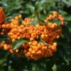 Pyracantha Saphyr 'Cadange' 3 Litre 2 Pyracantha Saphyr 'Cadange' 3 Litre -Happy Gardenly 0021320020 20Pyracantha20Saphyr20Cadange20320Litre shutterstock 1164127324