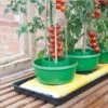 Plant Halos Green - Set Of 3 1 Plant Halos Green - Set Of 3 -Happy Gardenly 00220172 G167G Plant Halos on Grow Bag with tomatoes