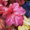 Heuchera Collection 3 Litre -Happy Gardenly 00229826 Heuchera Month Off SS