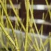 Cornus Stolonifera 'Flaviramea' 3 Litre -Happy Gardenly 00301883 Cornus20Flaviramea shutterstock 405271468
