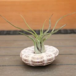 Air Plant - Hanging Sea Urchin 7 Air Plant - Hanging Sea Urchin -Happy Gardenly 0030640320 20Sea20Urchin20Medium 5060110462346 IMG 8070