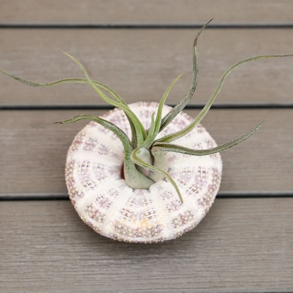 Air Plant - Hanging Sea Urchin 4 Air Plant - Hanging Sea Urchin - Image 2