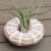 Air Plant - Hanging Sea Urchin 1 Air Plant - Hanging Sea Urchin -Happy Gardenly 0030640320 20Sea20Urchin20Medium 5060110462346 IMG 8076