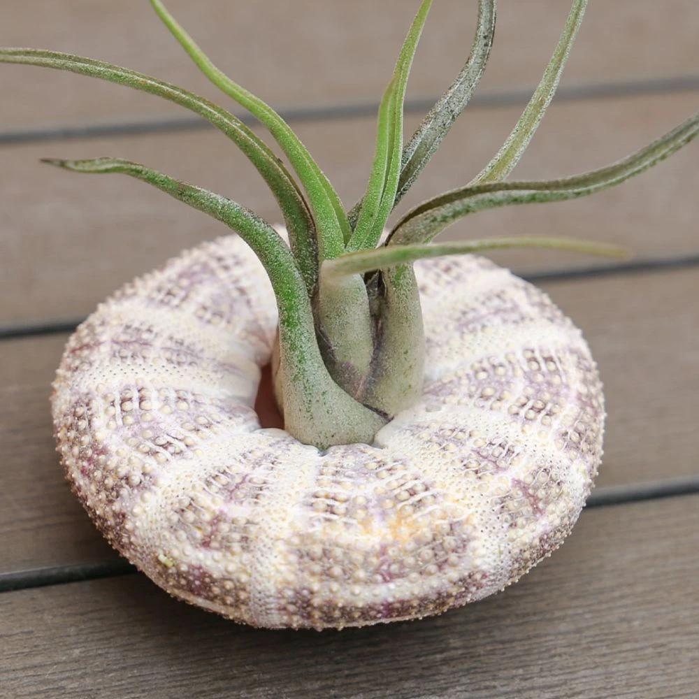 Air Plant - Hanging Sea Urchin 3 Air Plant - Hanging Sea Urchin