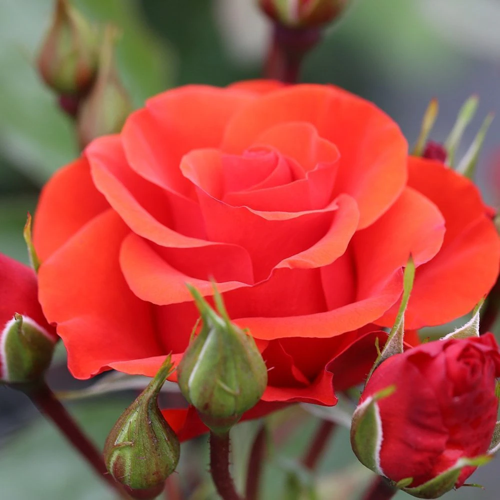 Patio Standard Rose Mixed 5 Litre 3 Patio Standard Rose Mixed 5 Litre