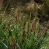 Pennisetum 'Dark Desire' 3 Litre -Happy Gardenly 00327234 Pennisetum Dark Desire4126 LFN