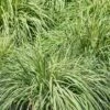 Carex Oshimensis 'Everlime' 3 Litre 2 Carex Oshimensis 'Everlime' 3 Litre -Happy Gardenly 10002697 shutterstock 1772390078