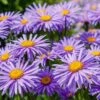Aster Collection 3 Litre -Happy Gardenly 10028182 Aster20Lady20in20Blue20SS