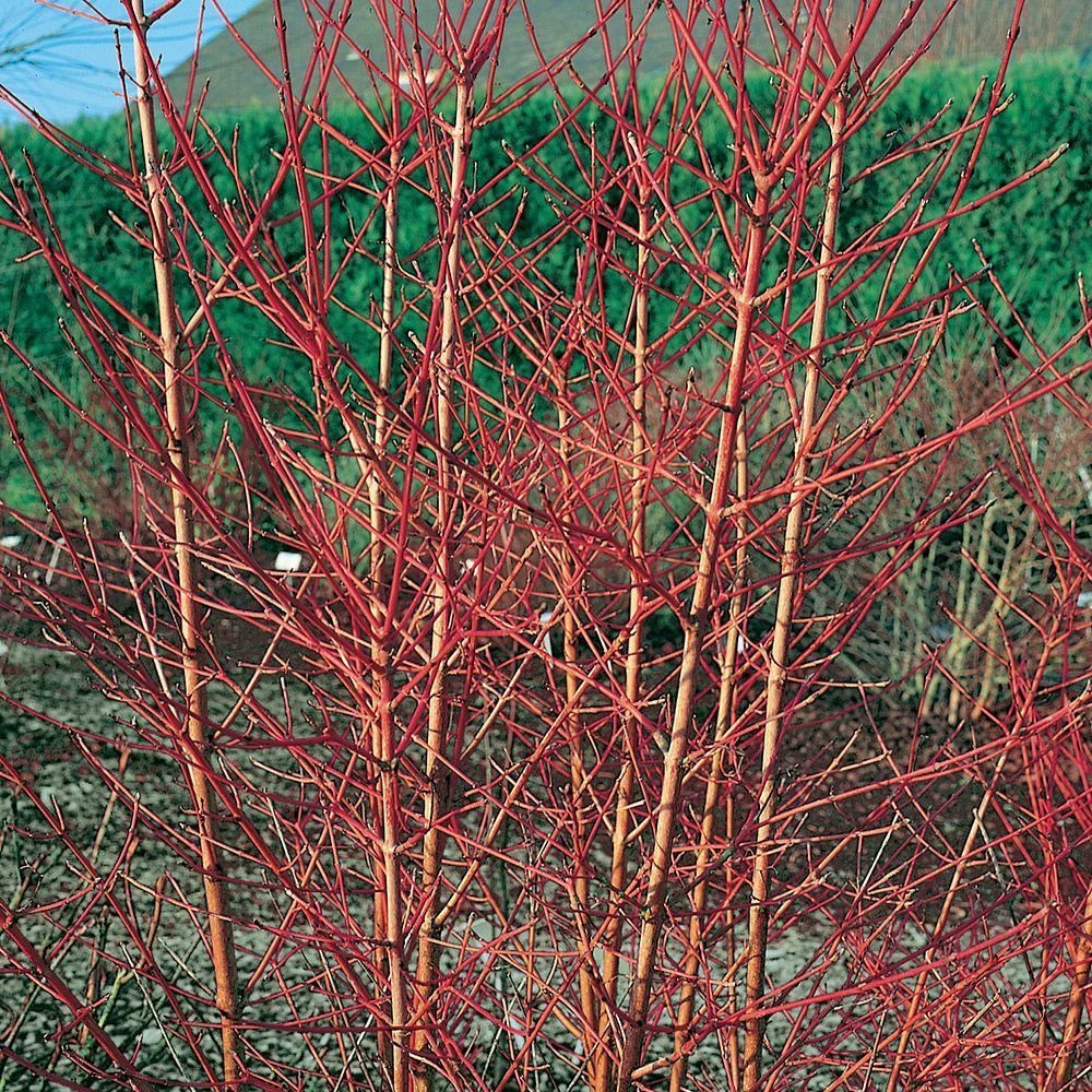 Cornus Sanguinea 'Midwinter Fire' 3 Litre 3 Cornus Sanguinea 'Midwinter Fire' 3 Litre