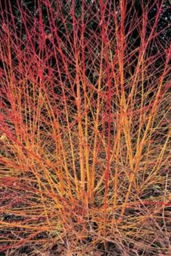 Cornus Sanguinea 'Midwinter Fire' 3 Litre 7 Cornus Sanguinea 'Midwinter Fire' 3 Litre -Happy Gardenly 1004894620 20Cornus20sanguinea20Midwinter20Fire20HLS