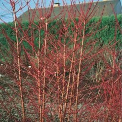 Cornus Sanguinea 'Midwinter Fire' 3 Litre 6 Cornus Sanguinea 'Midwinter Fire' 3 Litre -Happy Gardenly 1004894620 20N010034920Cornus20sanguinea20Midwinter20Fire20HORTIPAK