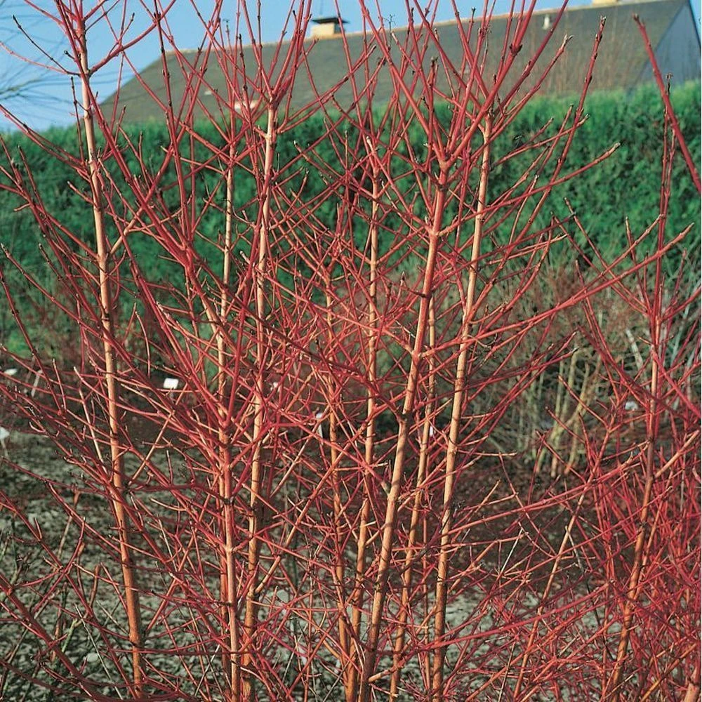 Cornus Sanguinea 'Midwinter Fire' 3 Litre 4 Cornus Sanguinea 'Midwinter Fire' 3 Litre - Image 2