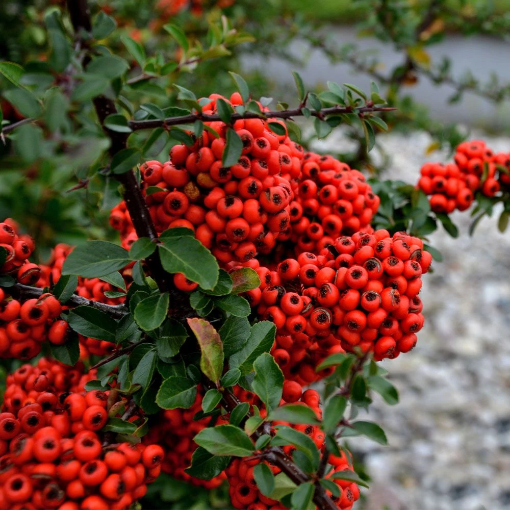 Pyracantha Saphyr 'Cadrou' 3 Litre 3 Pyracantha Saphyr 'Cadrou' 3 Litre