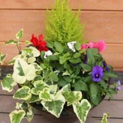 Autumn Cheerful Planter 25cm - Squire's Exclusive -Happy Gardenly 1008126320 20Autumn20Cheerful20Planter2025cm IMG 7980