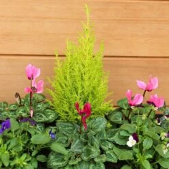 Autumn Cheerful Trough 55cm - Squire's Exclusive -Happy Gardenly 1008126520 20Autumn20Cheerful20Trough2055cm IMG 7951