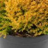 Thuja Occidentalis 'Rheingold' 4.5 Litres -Happy Gardenly 10091390 shutterstock 1768013624