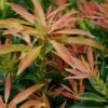 Pieris Japonica 'Forest Flame' 4.5 Litre -Happy Gardenly 10095598 Pieris Forest flame