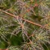Acer Palmatum 'Emerald Lace' 5 Litre -Happy Gardenly 1009860620 20Acers5