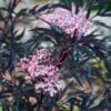Sambucus Nigra 'Black Lace' 4.5 Litre -Happy Gardenly 1009899920 20Sambucus20Black20lace20SS