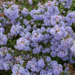 Ceanothus 'Delight' 20 Litre