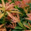 Pieris 'Forest Flame' 10 Litre -Happy Gardenly 10099928shutterstock 1365531320