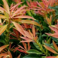 Pieris 'Forest Flame' 10 Litre