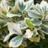Euonymus Fortunei 'Silver Queen' 4.5 Litre -Happy Gardenly 10100098 Euonymus20Silver20Queen shutterstock 1344486470